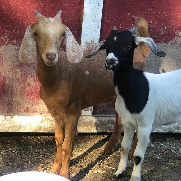 goats2600 Sea to Farm Real Estate