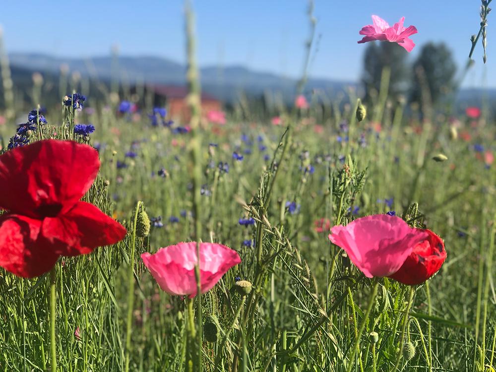 wildflowers Sea to Farm Real Estate